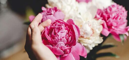 Why Are Your Peonies Not Blooming?