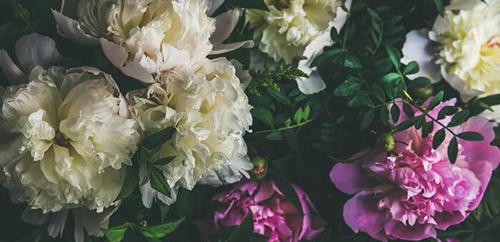 Care of Peonies After They Bloom