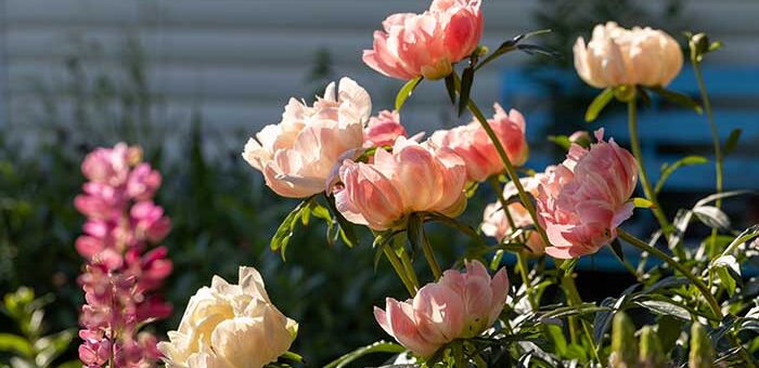 Cutting Back Peonies in Fall