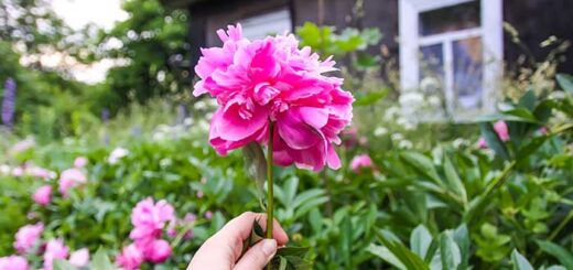 Splitting Peonies in Spring