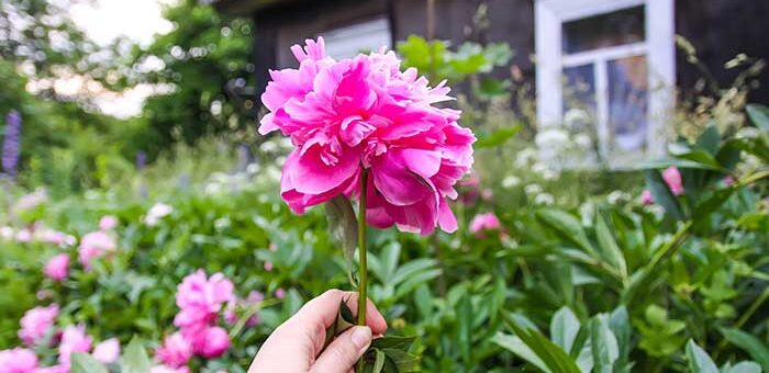 Splitting Peonies in Spring