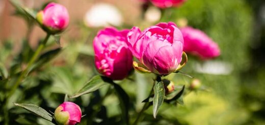 Do Peonies Need Sun