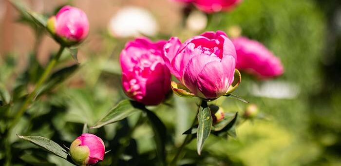 Do Peonies Need Sun