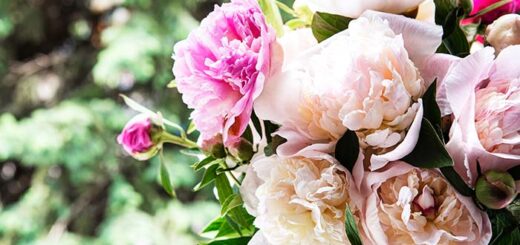 Extend the Blooming Season of Your Peonies