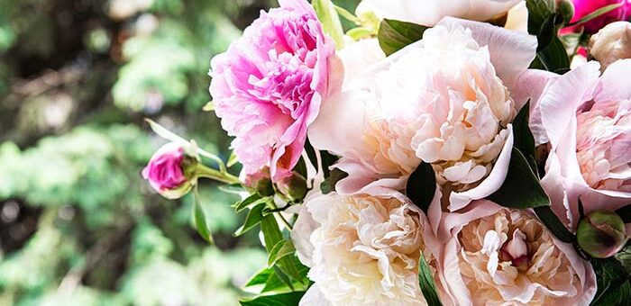 Extend the Blooming Season of Your Peonies