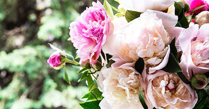 Extend the Blooming Season of Your Peonies