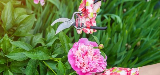 First Two Years Growing Peonies