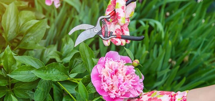 First Two Years Growing Peonies