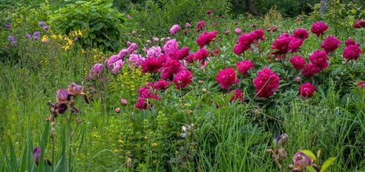 Overwinter Peonies in Pots