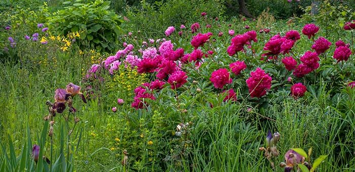 Overwinter Peonies in Pots