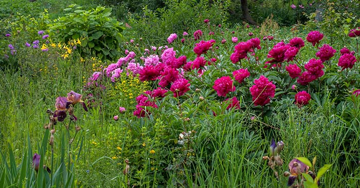 Overwinter Peonies in Pots