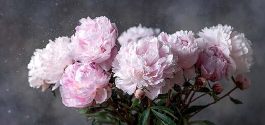 Peonies Care for Winter