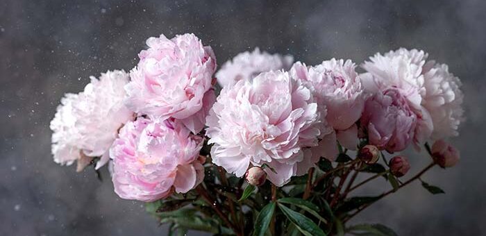 Peonies Care for Winter