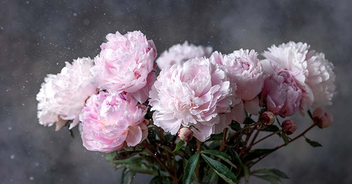 Peonies Care for Winter