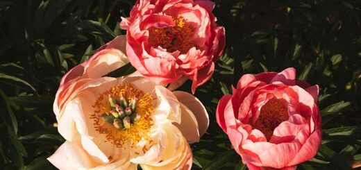 peonies planting depth