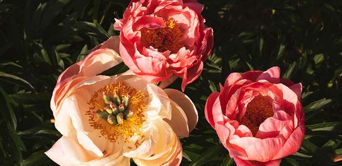 peonies planting depth