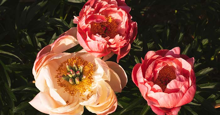 peonies planting depth