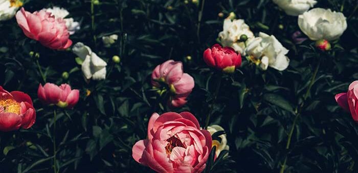 Peony Growing Conditions