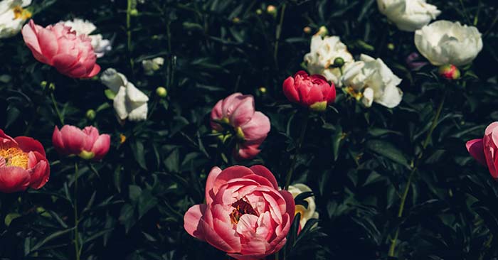 Peony Growing Conditions