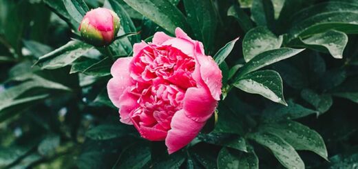 Peony Growth Stages