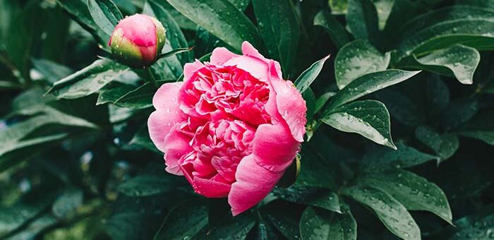 Peony Growth Stages