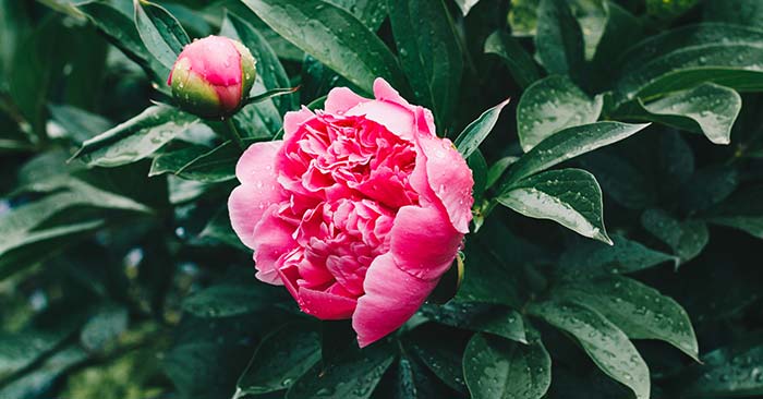 Peony Growth Stages