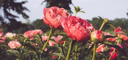 Peony Soil pH