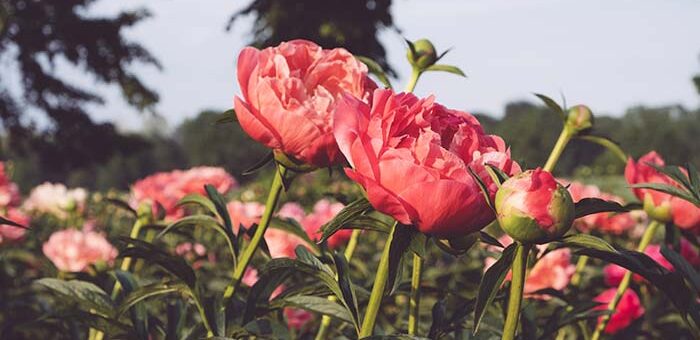 Peony Soil pH