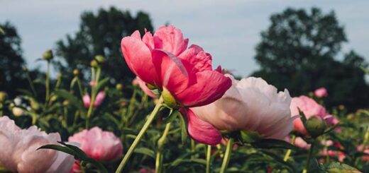 Pruning Mistakes That Will Ruin Your Peony