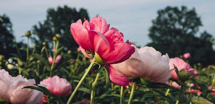 Pruning Mistakes That Will Ruin Your Peony