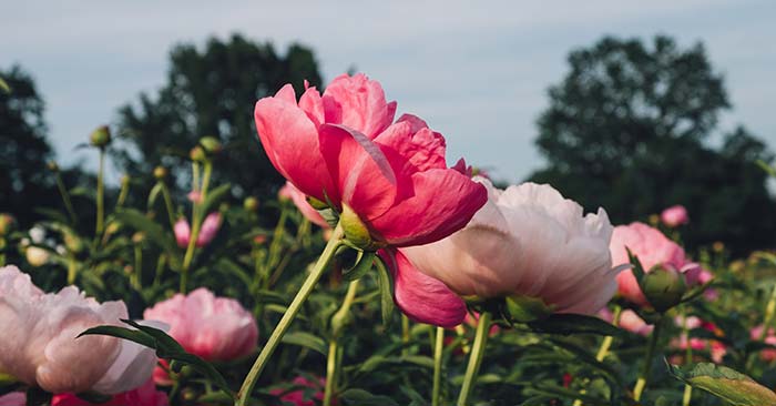 Pruning Mistakes That Will Ruin Your Peony